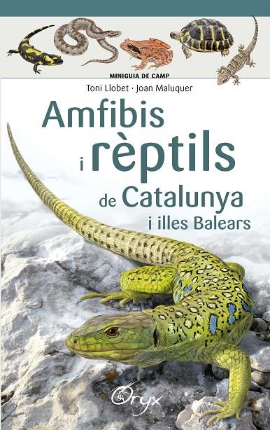 Amfibis i rèptils de Catalunya i illes Balears | 9788490346792 | Maluquer Margalef, Joan / Llobet François, Toni