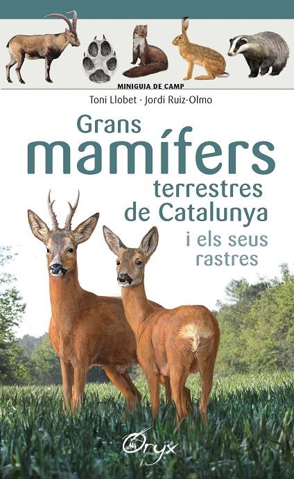 Grans mamífers terrestres de Catalunya | 9788490347881 | Ruiz-Olmo, Jordi / Llobet François, Toni